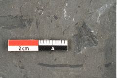 Foto (Detailansicht) von Dictyophyllum obtusilobum Sch. (NHMW-GEO-2024-0188-10506)